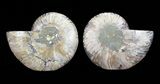 Cut & Polished Ammonite Fossil - Agatized #64976-1
